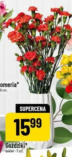 Polomarket Goździki bukiet 7 szt oferta