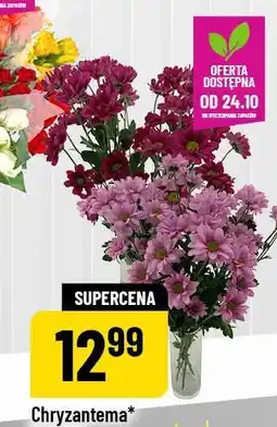 Polomarket Chryzantema bukiet 4 szt oferta