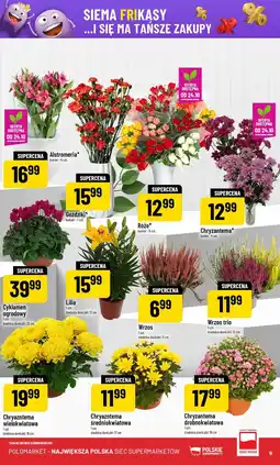Polomarket Cyklamen ogrodowy 1 szt. średnica doniczki: 22 cm oferta