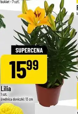 Polomarket Lilia 1 szt. średnica doniczki: 13 cm oferta