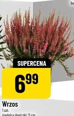 Polomarket Wrzos 1 szt. średnica doniczki: 11 cm oferta