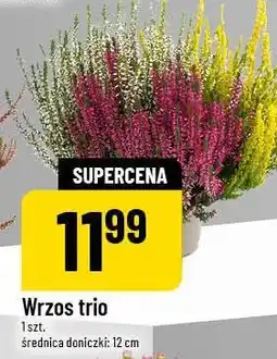 Polomarket Wrzos trio 1 szt. średnica doniczki: 12 cm oferta
