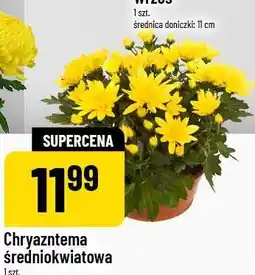 Polomarket Chryzantema średnikwiatowa 1 szt. średnica doniczki: 17 cm oferta
