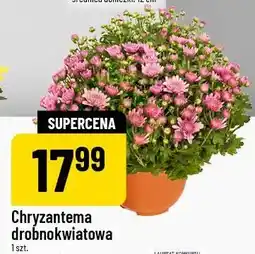 Polomarket Chryzantema drobnokwiatowa 1 szt. średnica doniczki: 19 cm oferta