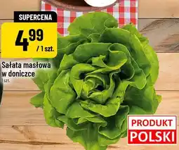 Polomarket Sałata masłowa w doniczce oferta