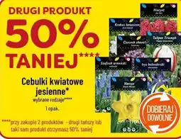 Polomarket Cebulki kwiatowe jesienne (wybrane rodzaje) oferta