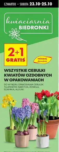 Biedronka Cebulki allium oferta