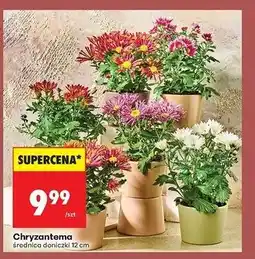 Biedronka Chryzantema don. 12 cm oferta