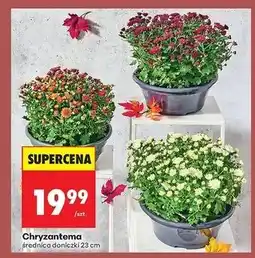 Biedronka Chryzantema śr. donicy 23 cm oferta