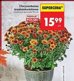 Biedronka Chryzantema średniokwiatowa misa 19 cm oferta
