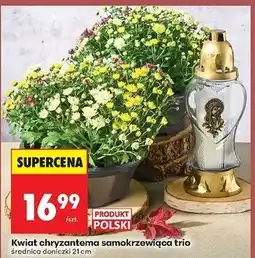 Biedronka Chryzantema samokrzewiąca don. 21 cm oferta