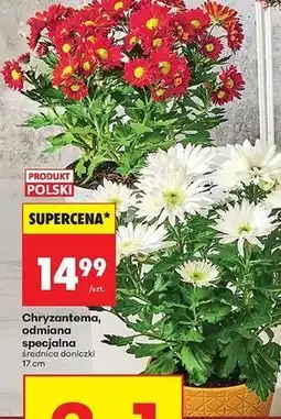 Biedronka Chryzantema 17 cm oferta