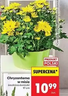 Biedronka Chryzantema wielkokwiatowa w misie oferta