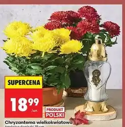 Biedronka Chryzantema wielkokwiatowa 19 cm oferta