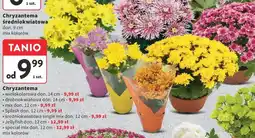 Intermarche Chryzantema jellyfish 12 cm oferta