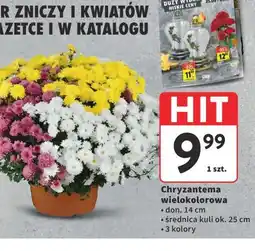 Intermarche Chryzantema wielokolorowa oferta