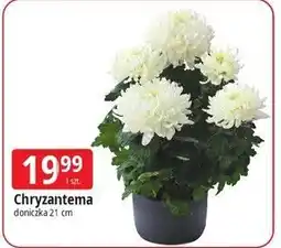 E.Leclerc Chryzantema 21 cm oferta