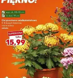 Kaufland Chryzantema wielkokwiatowa 19 cm oferta