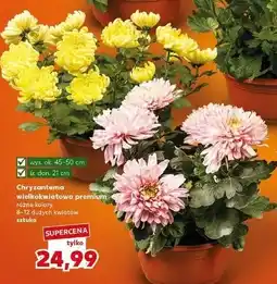 Kaufland Chryzantema wielkokwiatowa oferta