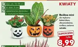 Kaufland Roślina zielona oferta