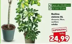 Kaufland Szeflera oferta