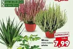 Kaufland Wrzos 12 cm oferta