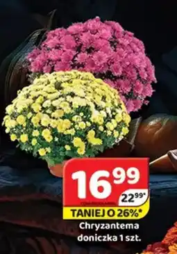 Delfin Chryzantema doniczka oferta