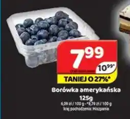 Delfin Borówka amerykańska oferta