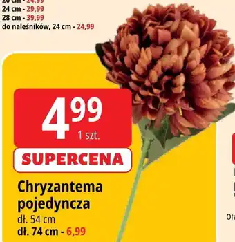 Chryzantema pojedyncza pełna lux 74 cm
