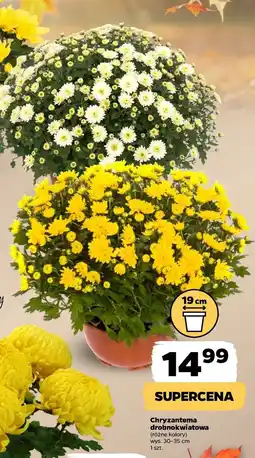 Netto Chryzantema drobnokwiatowa 19 cm oferta