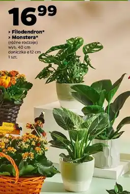 Netto Monstera don. 12 cm oferta