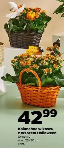 Netto Kalanchoe w koszu halloween oferta