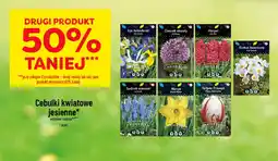 Polomarket Cebulki kwiatowe jesienne oferta