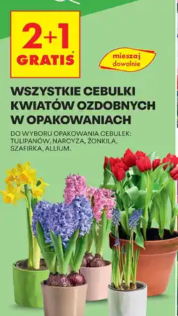 Biedronka Cebulki kwiatów ozdobnych oferta