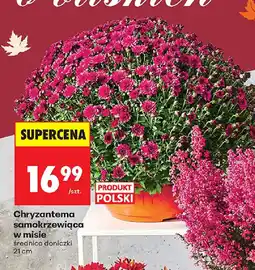 Biedronka Chryzantema oferta
