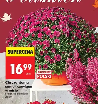Biedronka Chryzantema oferta