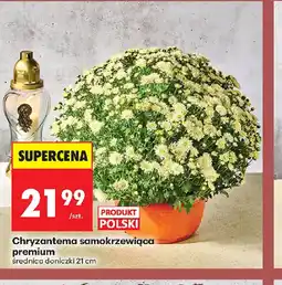 Biedronka Chryzantema samokrzewiąca oferta
