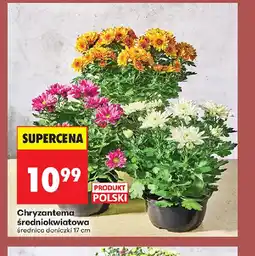 Biedronka Chryzantema oferta