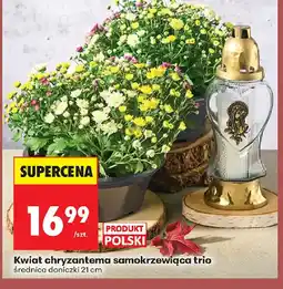Biedronka Kwiat chryzantema samokrzewiąca trio oferta