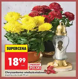 Biedronka Chryzantema wielkokwiatowa oferta