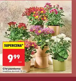Biedronka Chryzantema oferta