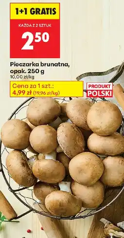 Biedronka Pieczarka brunatna oferta