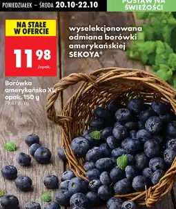 Biedronka Borówka amerykańska XL oferta