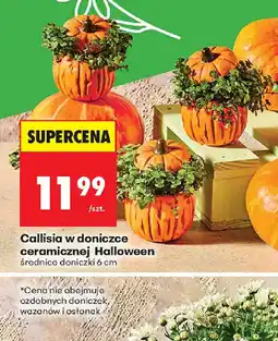 Biedronka Callisia w doniczce ceramicznej Halloween oferta