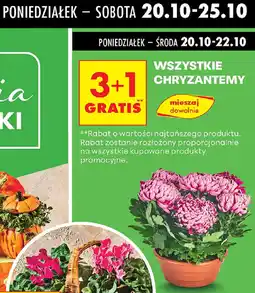 Biedronka Chryzantemy oferta