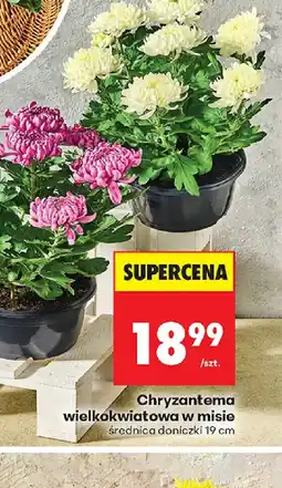 Biedronka Chryzantema oferta