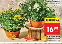 Biedronka Chryzantema Time oferta