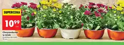 Biedronka Chryzantema w misie oferta