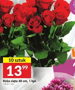 Twój Market Róża cięta oferta