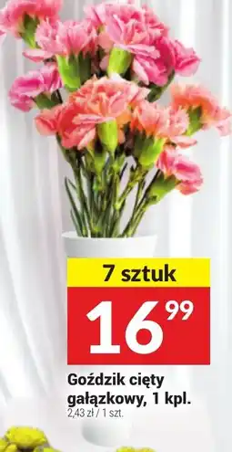 Twój Market Goździk cięty oferta